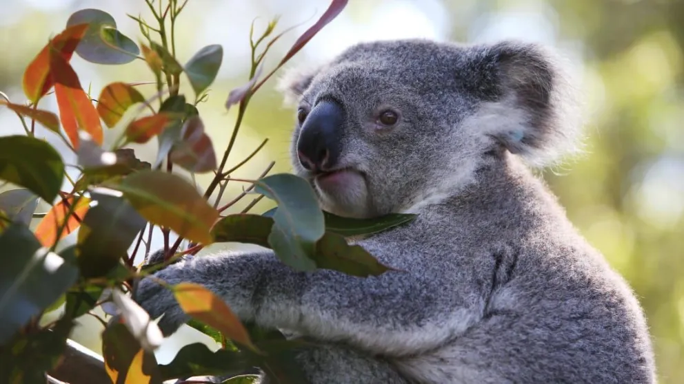 Alerta: Australia advierte que los koalas están en peligro de extinción