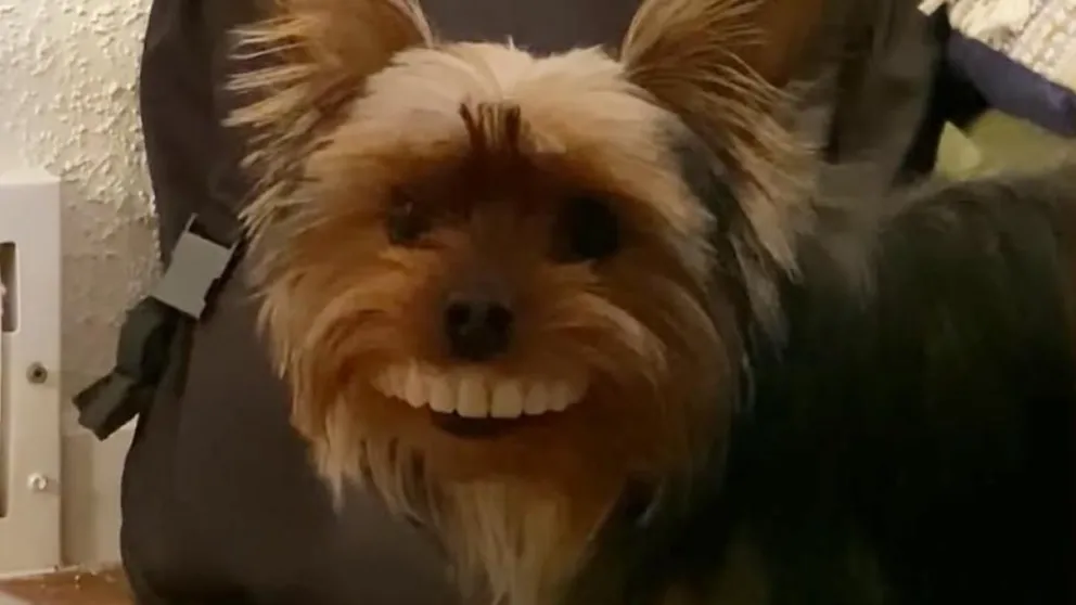 Un perrito le robó la dentadura a su dueño y la foto es viral