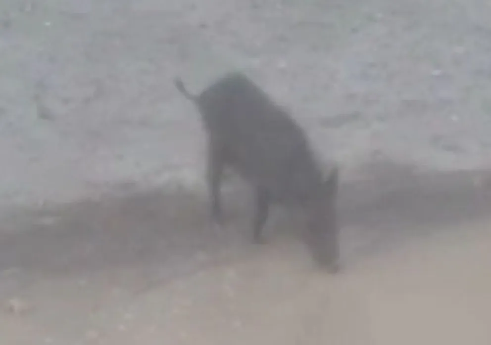 "Esto pasa en Patagones nomás": apareció un jabalí suelto en la calle