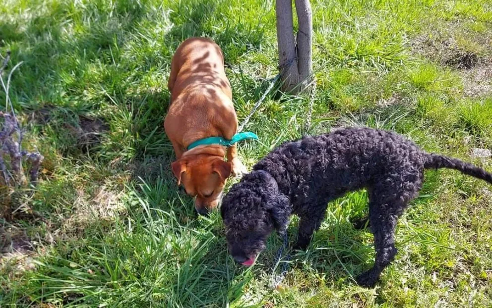 Una Carmelita Descalza le salvó la vida a dos perros