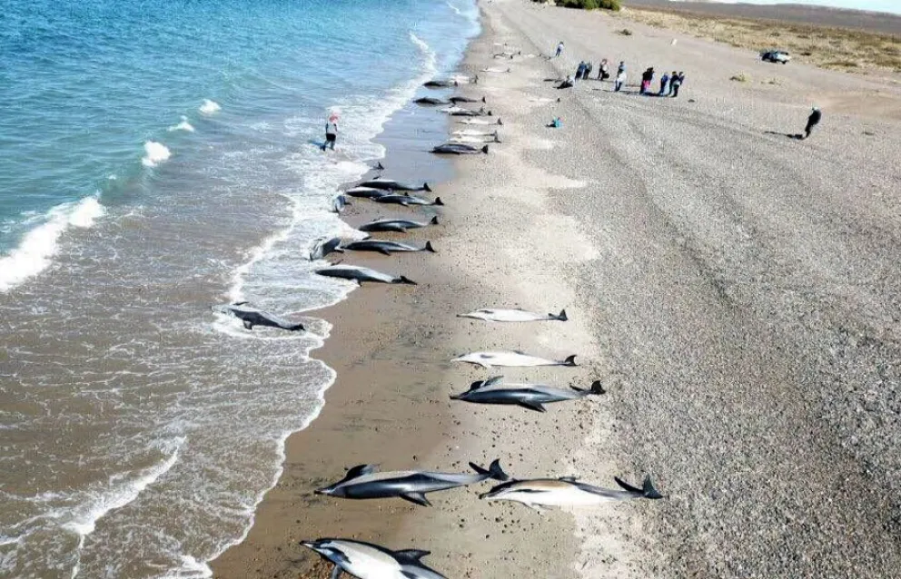 Delfines varados en las costas de Ushuaia