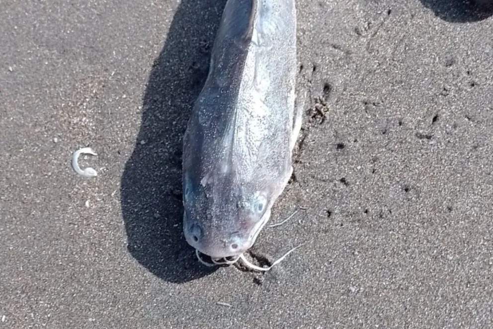 El ser humano, el depredador por excelencia, ahora se la agarra con los bagres