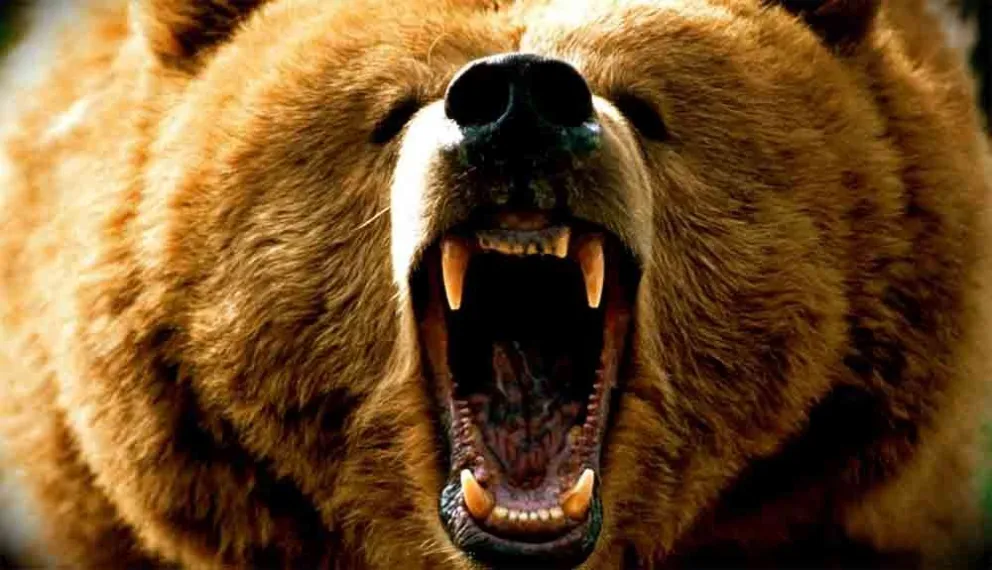 Estados Unidos: le quiso disparar a un oso, pero mató a su hermano por error y se suicidó