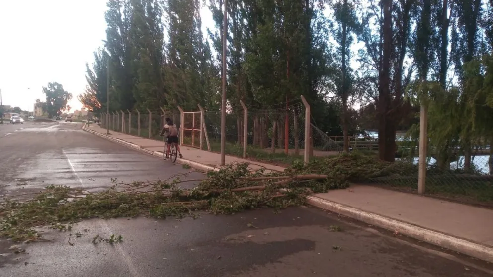 Un álamo no resistió el ventarrón en la costanera, cayó y de milagro no pasaba nadie
