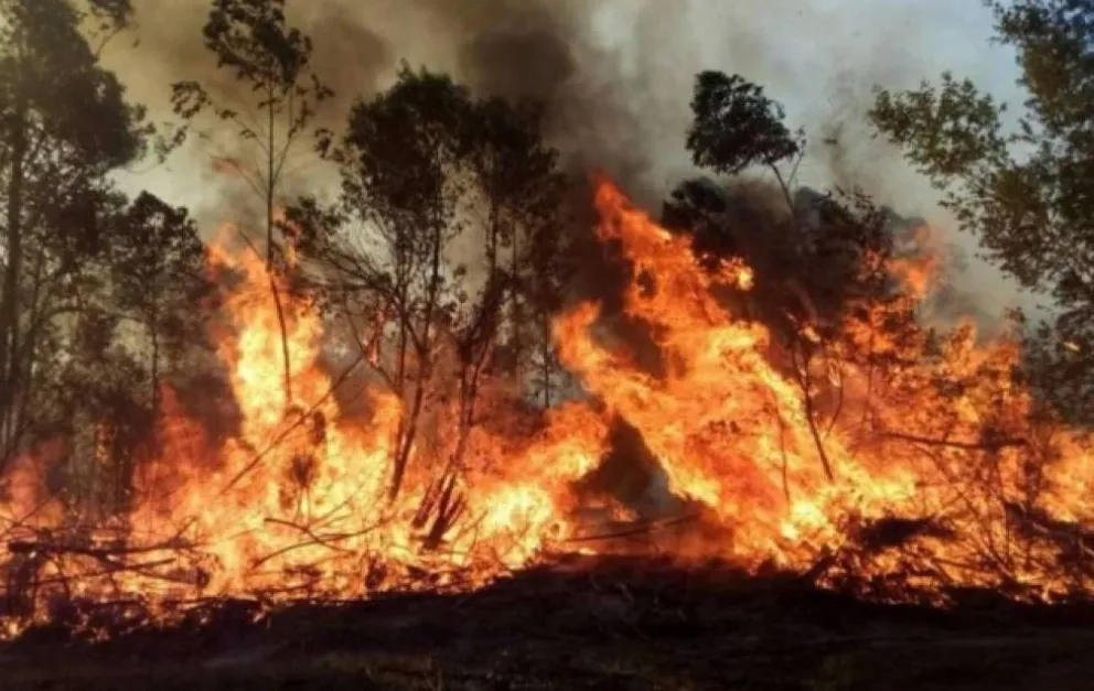 El fuego no se detiene: Corrientes se declaró zona de Desastre Ecológica y Ambiental