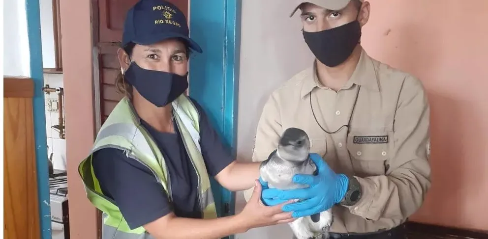 La inusual llegada de la hinchada de Jorge Newbery de Comodoro a la Comarca
