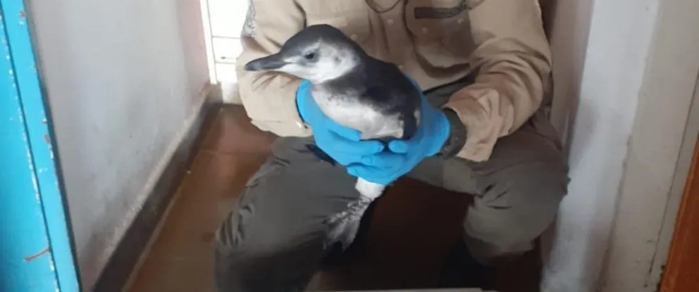 Destacan la labor policial por el cuidado del pingüino de la hinchada de Jorge Newbery