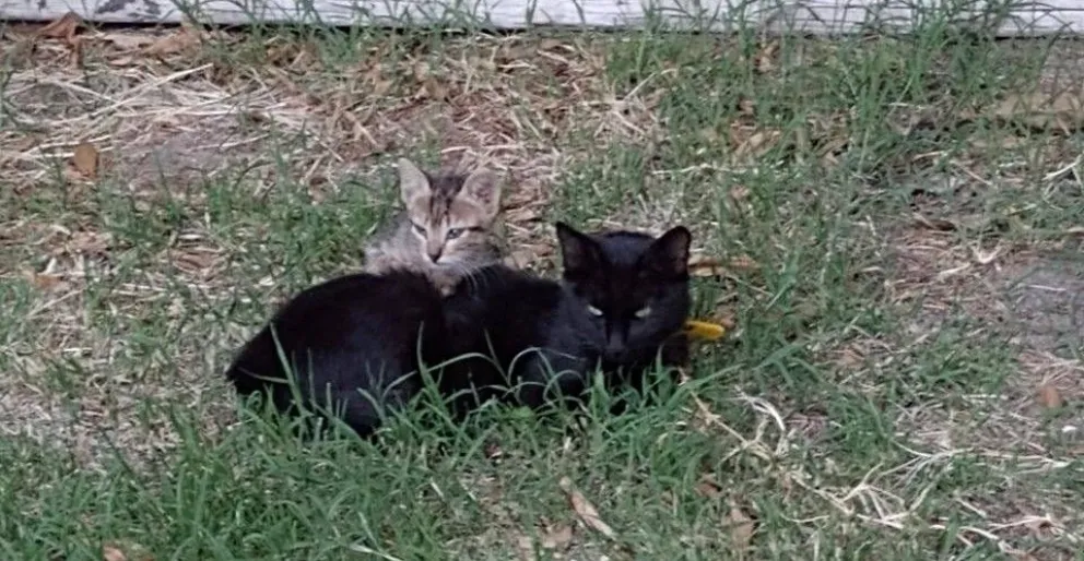 La emocionante historia de Elizabeth y sus tres gatas de la buena suerte