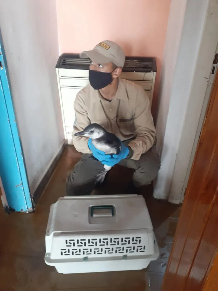 El ensañamiento con la fauna silvestre, una práctica cotidiana