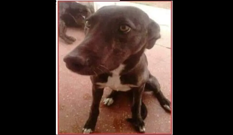 Viedma: robaron un galgo y lo buscan en todos lados