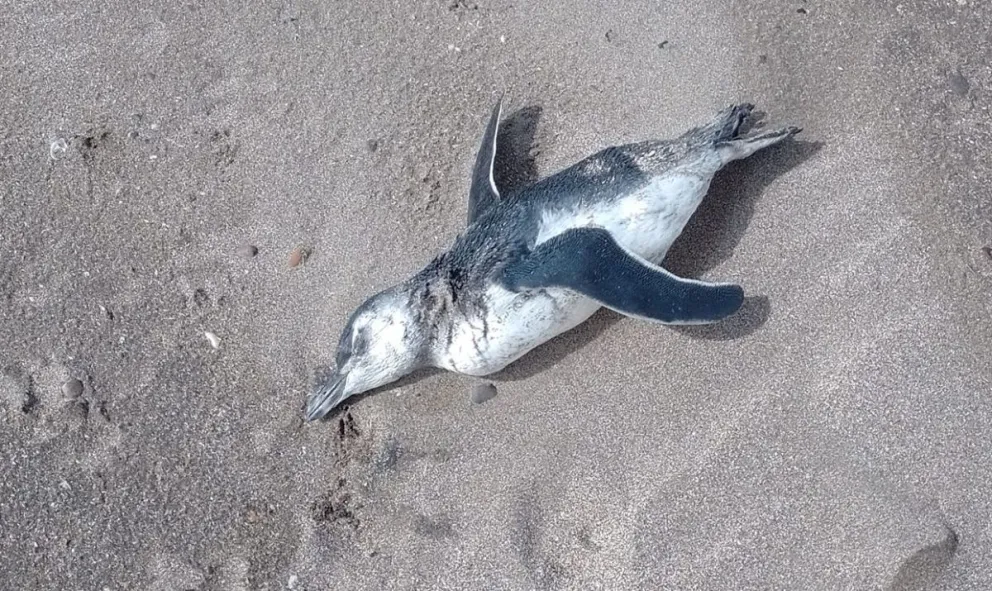 Un episodio de muerte de fauna marina puso en alerta a los vecinos de El Cóndor