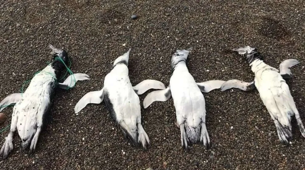 Hallaron pingüinos muertos con bolsas plásticas alrededor de sus cuellos