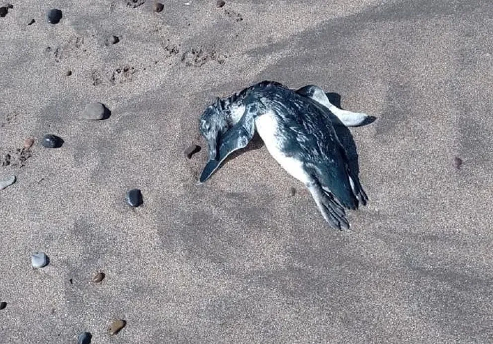 La presencia de pinguinos muertos en las costas "es un hecho habitual y frecuente"