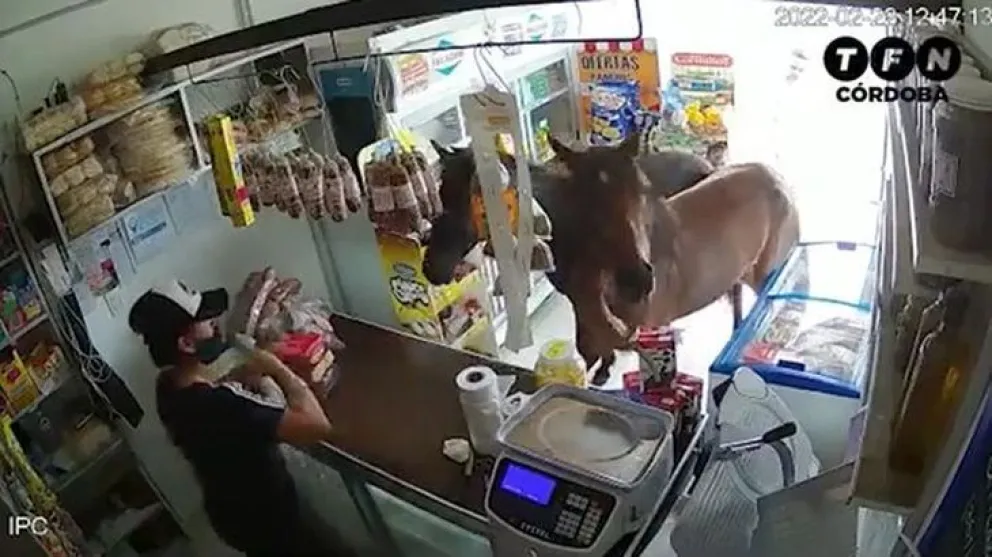 Video insólito: dos caballos entraron a un almacén y arrasaron con la mercadería