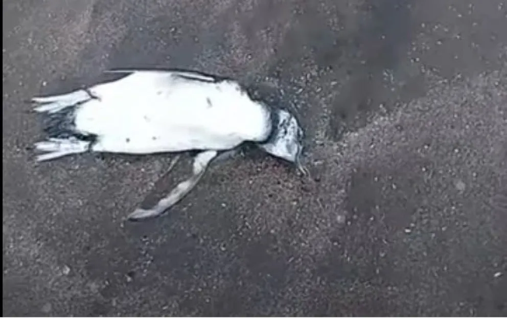 Siguen apareciendo pingüinos muertos en playas de El Cóndor