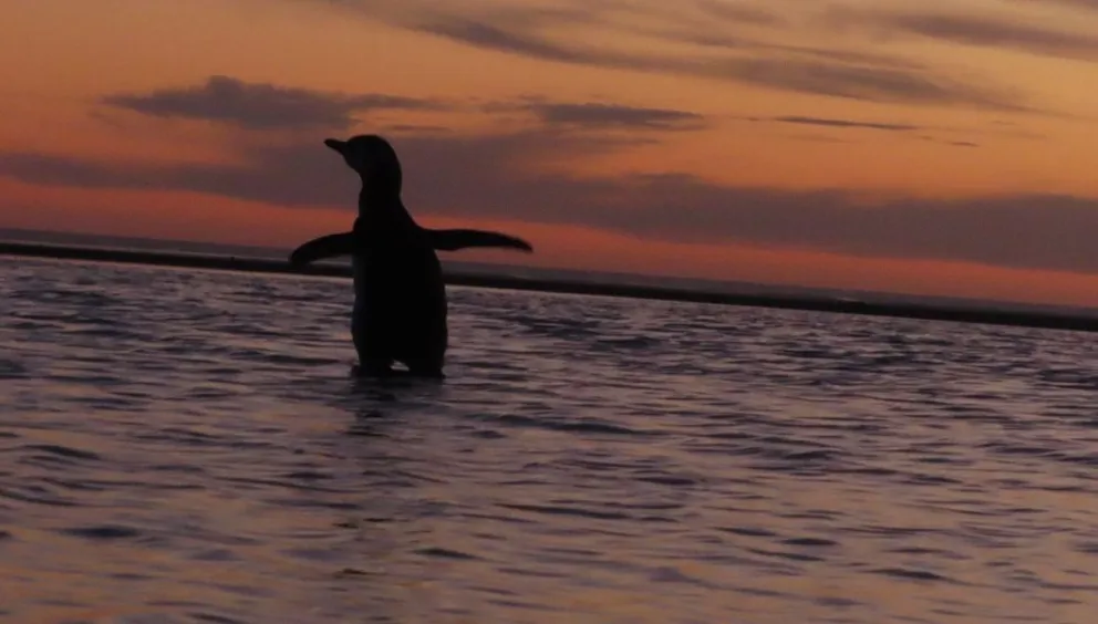 Video: el pingüino que trajo la barra brava de Jorge Newbery volvió a su casa
