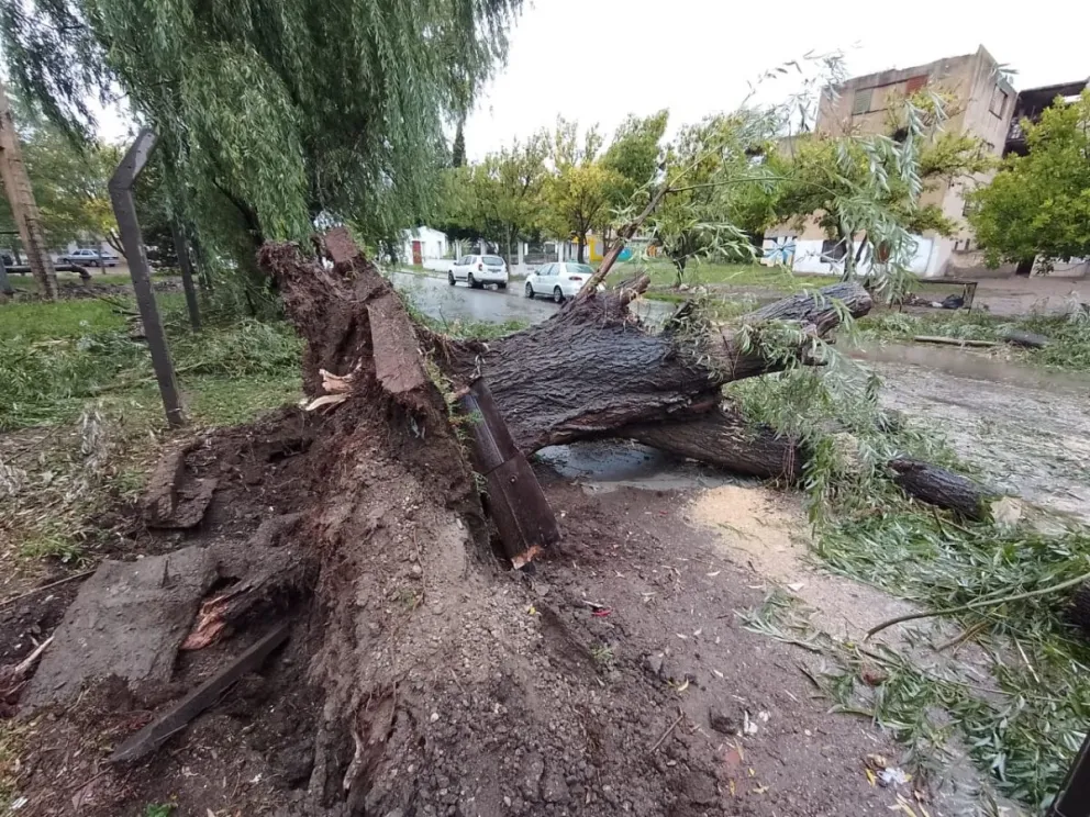 Vientos y tempestades tomaron a los árboles como víctimas en la Comarca Viedma-Patagones