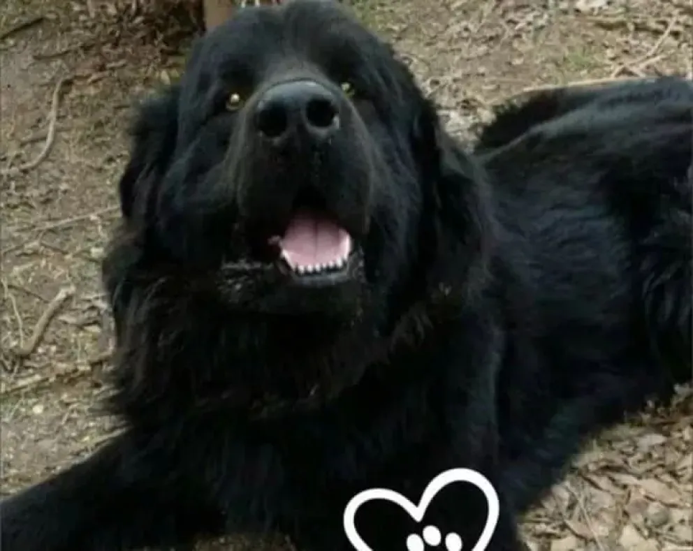 Crueldad animal: Avanza el juicio a un sujeto imputado de matar de una patada a un perro