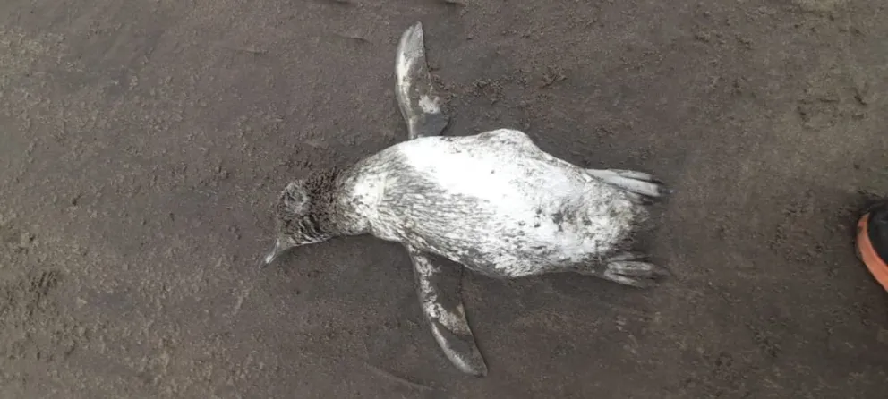 En San Blas también aparecen pinguinos muertos, el veterinario Piccoli explicó los motivos