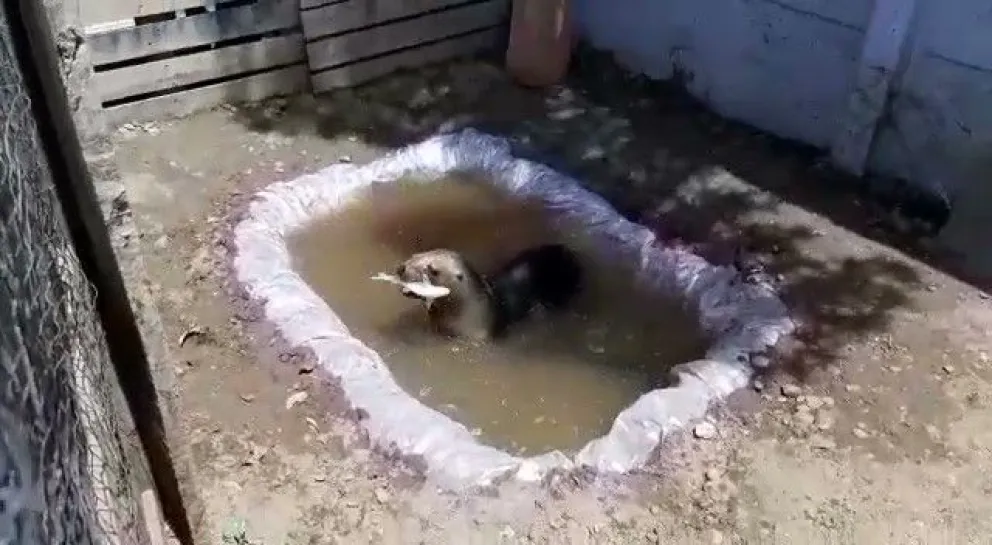Paso a paso, el rescate de un pequeño lobo marino, su rehabilitación y liberación en Bahía San Blas