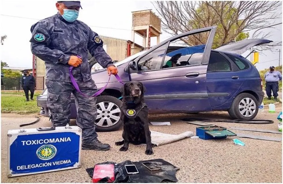 “Charly”, un perro rastreador de la Policía de Río Negro mandó presos a dos narcotraficantes