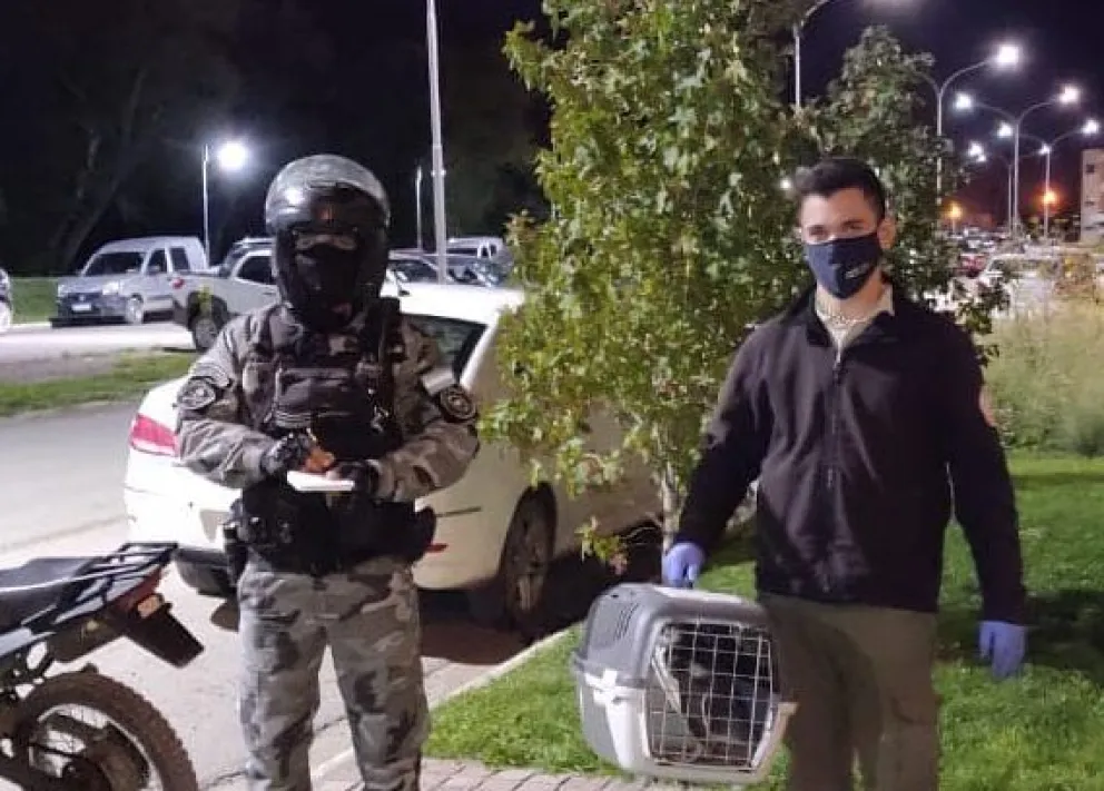 Un pingüino quiso participar de la Fiesta del Río, pero fue devuelto a su verdadera casa