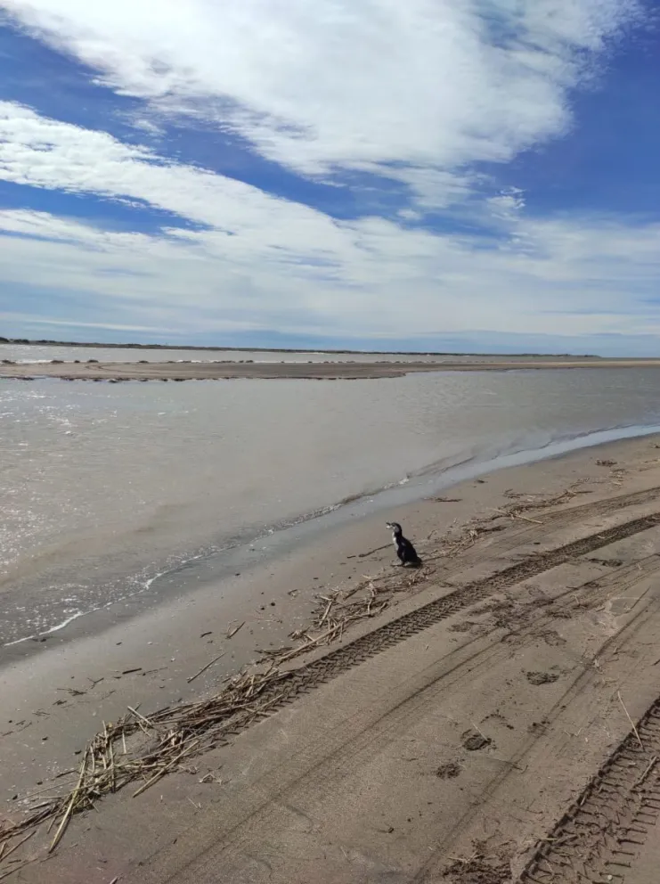 Las investigaciones científicas tienen una explicación sobre el hallazgo y muerte de pingüinos