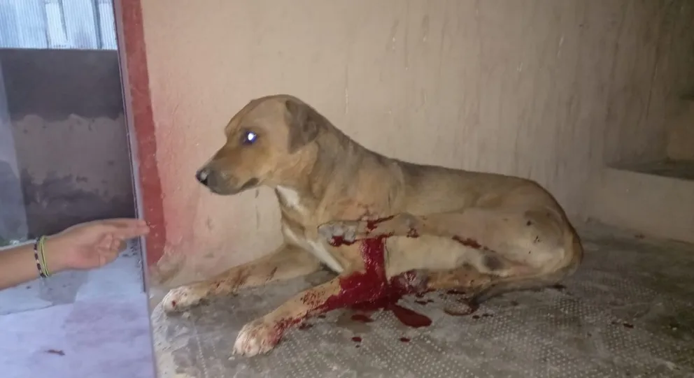 Denuncian que un patrullero atropelló y abandonó a un perro en el Guido: "Lo arrastró como 15 metros"