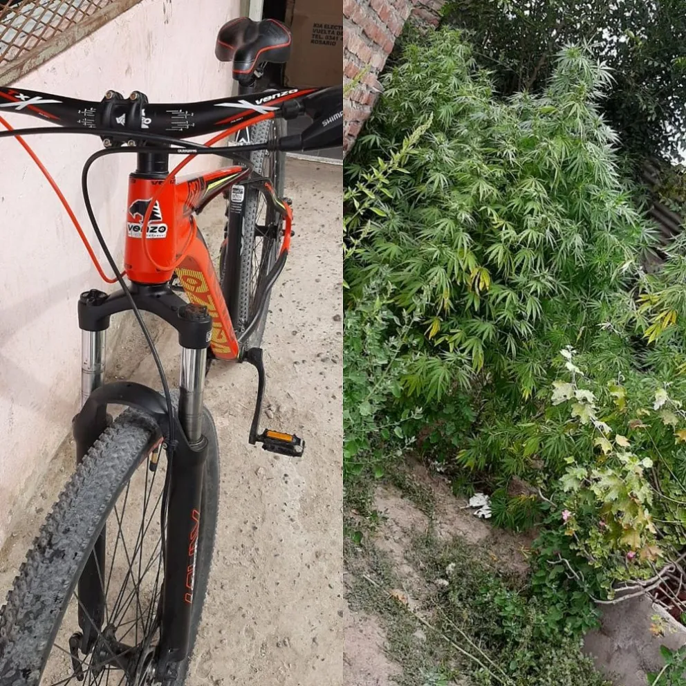 Imputaron a una estafadora serial, a un peligroso ladrón y a un joven con 29 plantas de marihuana