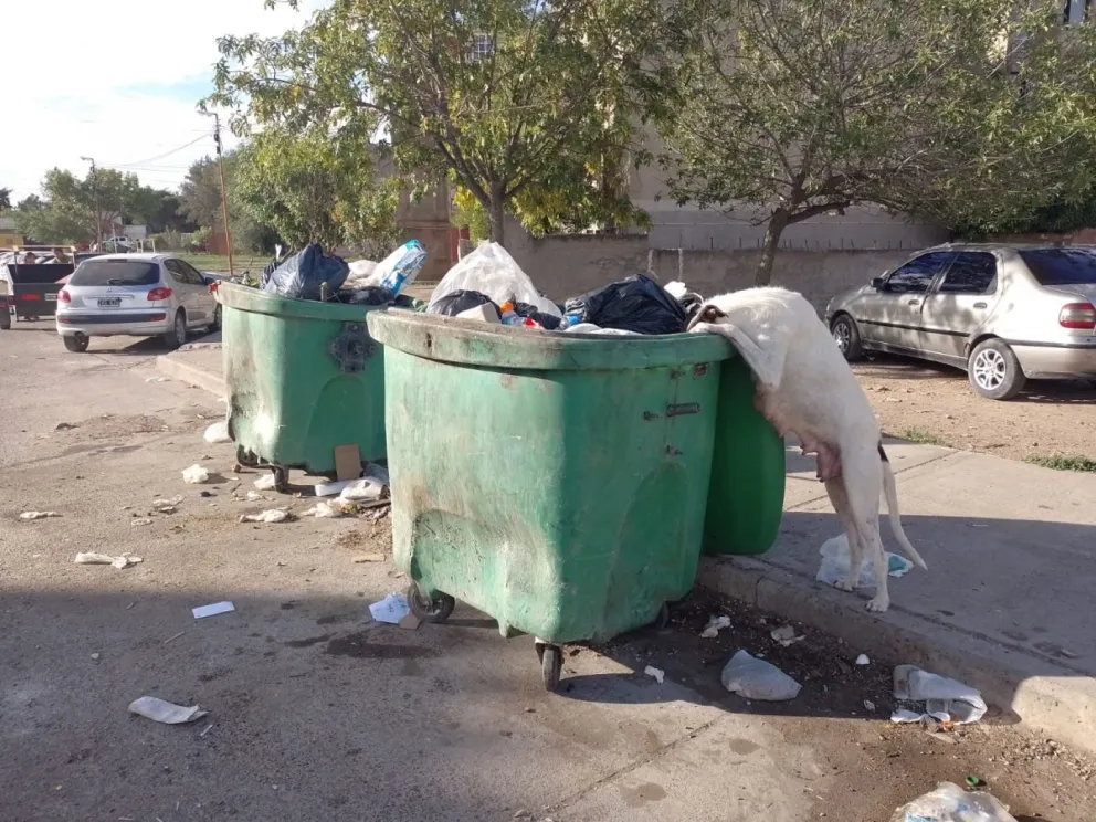 Viedma firmará el certificado de defunción a los desbordes de basura que alimentan a los  “callejeritos”
